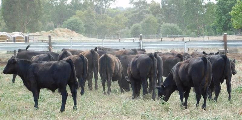 This line of 48 Angus weaned steers, 5-6 months weighing 193kg hailing from Wagga Wagga, NSW made a huge 520c/kg or $1005 on Friday. 