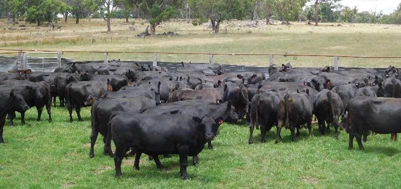 This line of 56 Angus cows and calves from Uralla, NSW topped this week’s cow and calf prices. The 8-10 year old proven breeders made $2250 and had sappy 100kg calves at foot. 