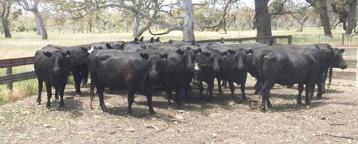 This line of EU-accredited second and third calvers, PTIC to Angus bulls. from Penola, SA made $2380 on Friday.
