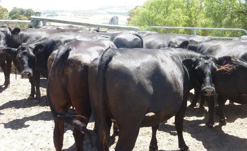 Young PTIC females were well represented on Friday, with joined females less than two years averaging $1950. Top price of $2240 was paid for a line of 20-22 month old Angus and Friesian heifers hailing from Inman Valley, SA.