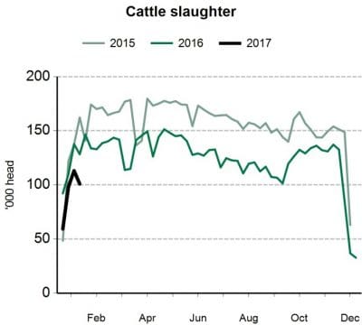 Cattle slaughter 2015 to 17