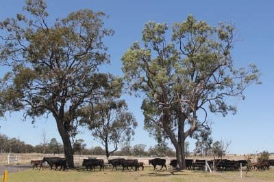 Cows calves walking under trees