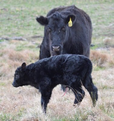 The 6000th Calf Born in the ASBP at Springmount, near Black Mountain NSW 