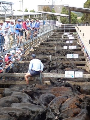 JM Ellis auctioneer Jack Hickey opens Hamilton's first 2017 weaner sale, selling Angus steers for 360-383c/kg or $1459-$1604 a head.