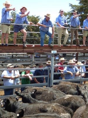 Kerr and Co Livestock auctioneer Zac Van Wegen sells Raheen's 24 288kg Angus steers for 427 cents a kg or $1230 at Hamilton. (1)