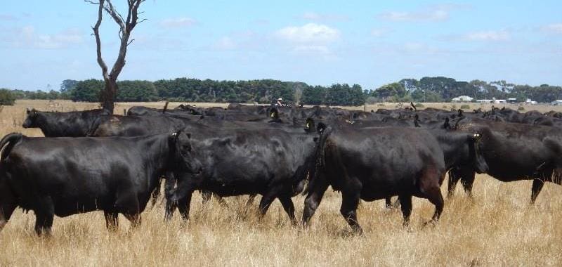 Part of a line of 250 Angus females offered by a Mortlake, VIC vendor, these framey PTIC Angus heifers 24-29 months made $2360 yesterday.