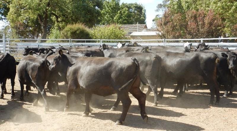 Standouts among cows and calves offered this week was this line of Angus cows 30-36 months with Te Mania calves at foot from Cobden, VIC that made $3360. The females are back in calf to Angus bulls.