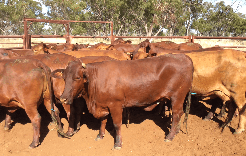 These Warren (NSW) Santa Gertrudis cows 2-3 years with Angus-sired calves at foot ranging from 1-8 months, and station-mated back to Angus bulls made $2360 yesterday.
