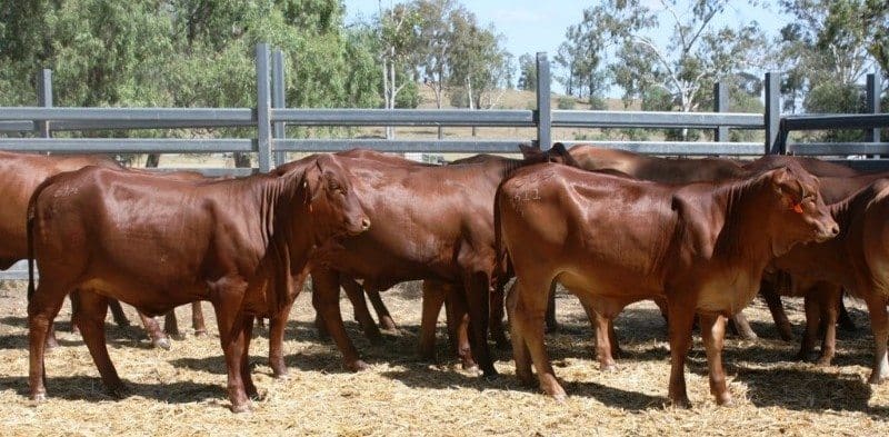 This line of quality unmated Droughtmaster heifers at Wallumbilla, QLD, 321kg at 12-16 months made $1200 or 375c/kg yesterday.