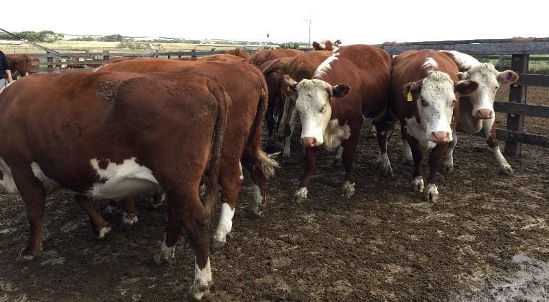 Top price among proven breeders this week at $2040 went to this line of Hereford cows 4-5 years from Woakwine Station, Beachport, SA, joined to Injemira Poll Hereford bulls and holding organic certifications.