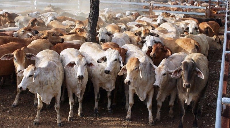 Part of a line of 156 PTIC Brahman heifers 18-36 months averaging 451kg from Clermont, Central Qld, being sold due to the season, made $1320. 