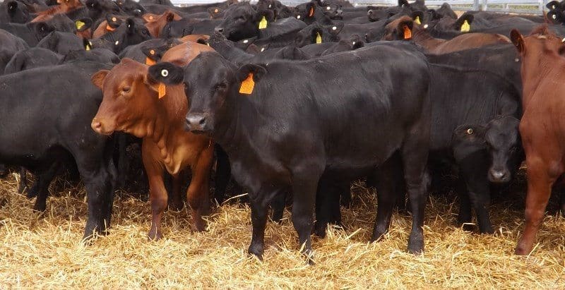 Young cattle highlights included a line of 6-9 month old Angus/Santa and Angus cross steers, averaging 213kg from Goondiwindi, QLD, which sold for 453c/kg or $965, while their 204kg sisters sold for 419c or $855.