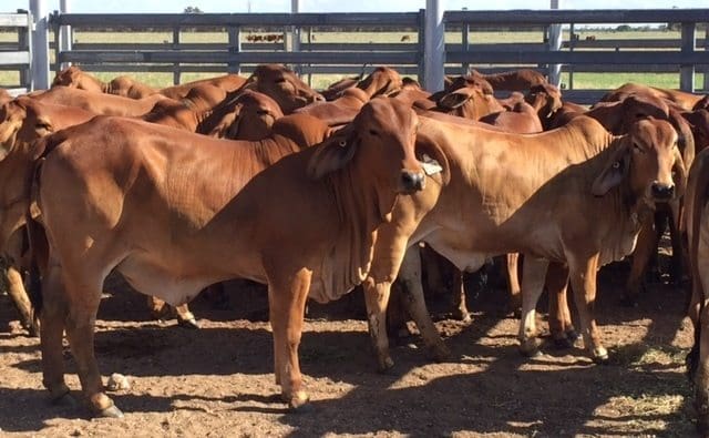These polled Red Brahman unjoined heifers 9-18 months averaging 287kg from Condamine, Qld made an outstanding 513c or $1525 a head on Friday.