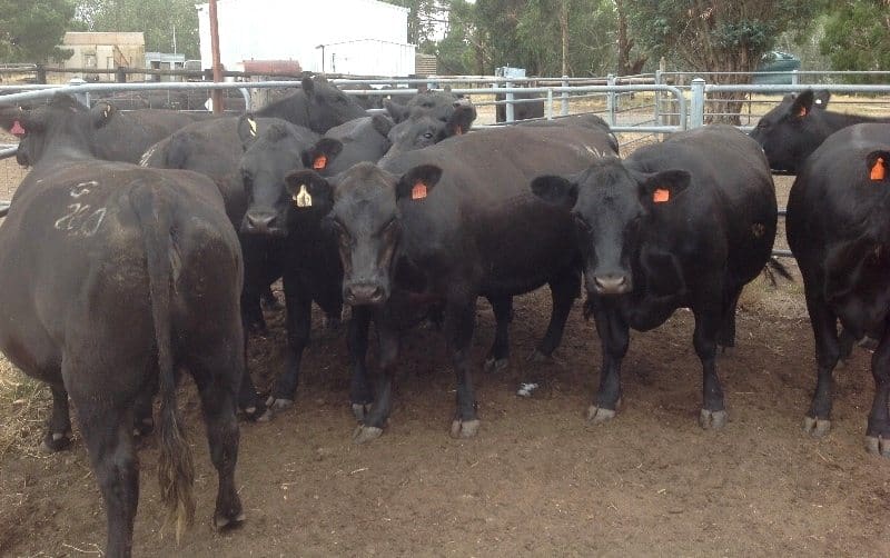 Part of a line of a line of 40 3-4-year-old Angus cows from Lal Lal, VIC sold for an impressive $2720. 