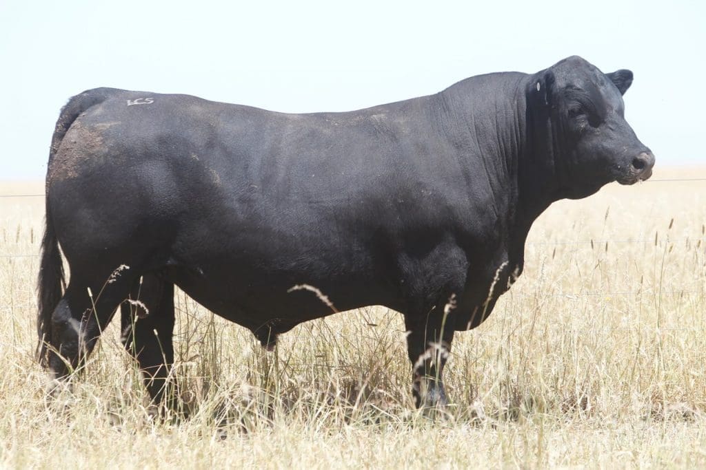 Typical Black Simmental bull being sold as part of this year's Lancaster autumn bull sale at Meningie, SA 