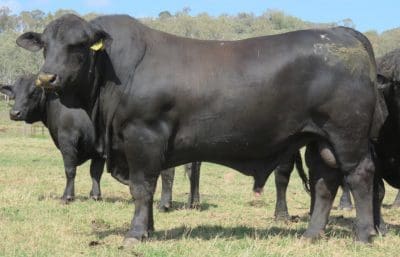 Example of a Burenda Black bull from the most recent sale catalogue 