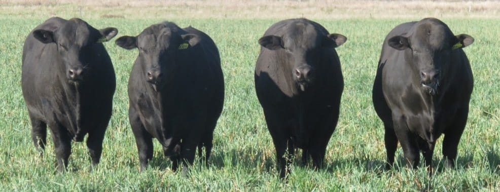 Indicus-infused Angus bulls bred in Queensland for the northern market