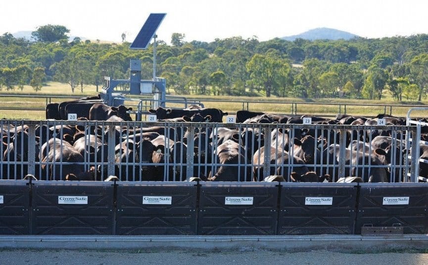Feed intake collection on steers using the GrowSafe system at Tullimba Feedlot, Kingstown, NSW.