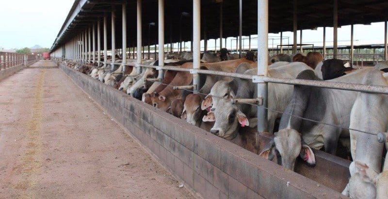 Part of a line of 380 young bulls from a production feeding trial near Katherine, sold to live exporters on Friday for 368c/kg liveweight.