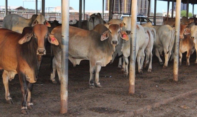 Young Brahman bulls involved in the Katherine feeding trial