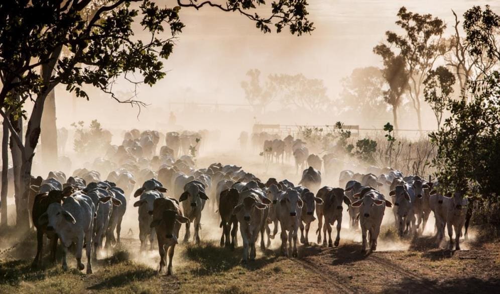 Shifting cattle between cells on Manbulloo