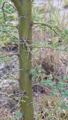 prickly acacia image