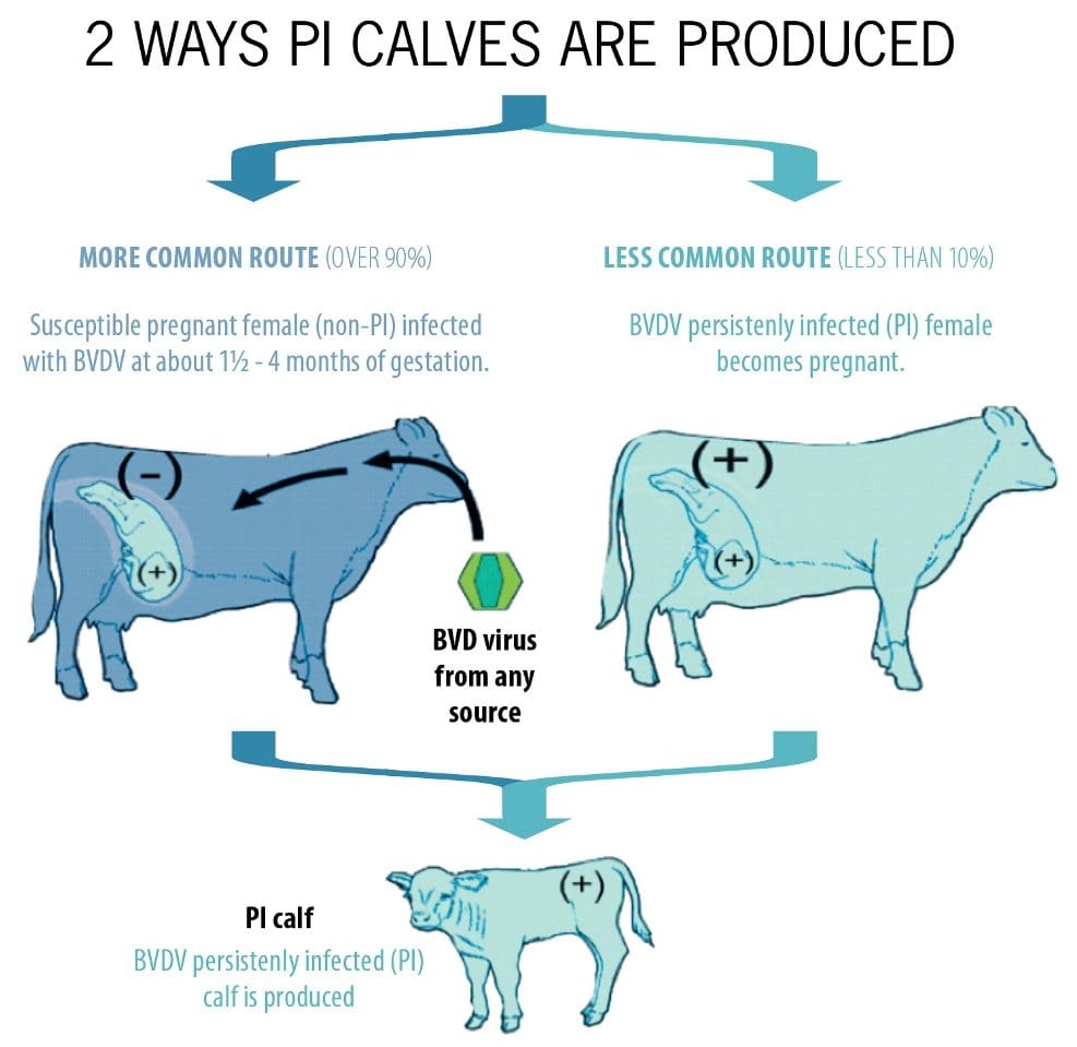2 Ways PI Claves are produced