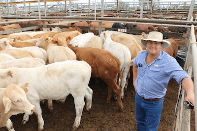 Grant, Daniel & Long Roma selling agent, Geoff Maslen, with the top pen of the S.J Todd, Brigalow Downs, Bollon, Charolais-cross steers which sold to 372c/kg for an average 287kg to return $1069/head. 