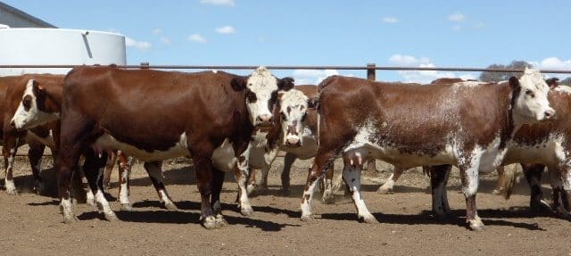 From Holbrook, NSW, a standout line of three and four year old Poll Hereford/Shorthorn cows with Rangan Charolais calves at foot, but not back in calf, topped the market at $2610. 