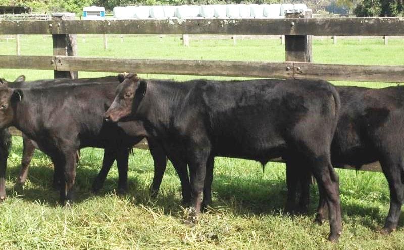 Wagyu continued to sell strongly, with these F1 Angus backgrounder steers from Upper Rollands Plains, NSW making $1370 or 653c/kg live.