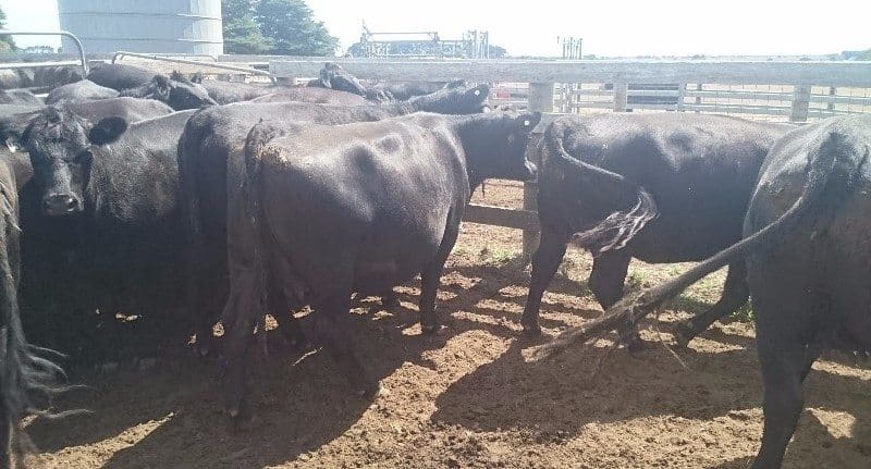 These two-year old Angus females from Woolsthorpe, VIC, PTIC to Lawsons Angus bulls, made $2100.