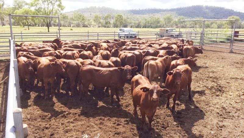 This line of 87 EU-eligible Santa feeder steers 12-15 months in store condition at 348kg due to the local season, from Biloela in Central Qld made 336.7c, or $1171.