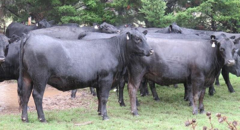 Young PTIC females created a strong presence on AuctionsPlus this week, making a top of $2460 for these 19-22 month old Clunie Range blood Angus heifers from Glenn Innes, NSW, joined to Wagyu bulls.