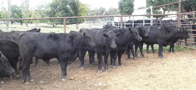 Part of a line of 126 EU-accredited yet-to-be-weaned Angus steers 7-9 months at 344kg, from Walcha NSW that made $1355 or 394c/kg yesterday.