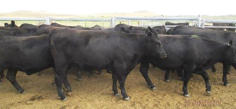 These Hazeldean bred Angus heifers 456kg at 17-18 months from Cooma in southern NSW made $1550 or 340c/kg on Friday