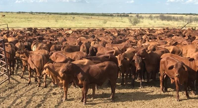 Part of a line of 240 Droughtmaster backgrounder steers 341kg at 9-15 months from Richmond, QLD that made $1125 or 337c/kg on Friday.