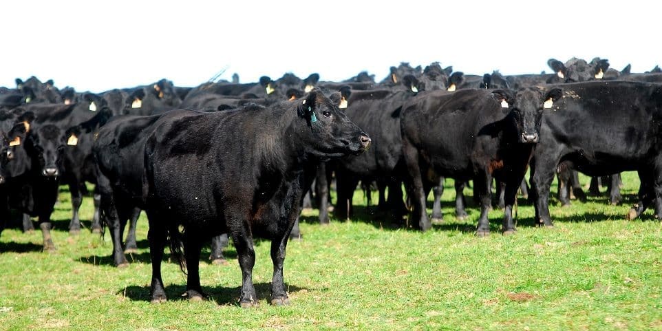 Angus cows southern group