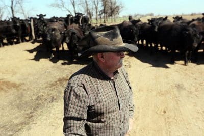 Greg Gardiner with Angus heifers salvaged from the recent fires on Gardiner Ranch in Kansas