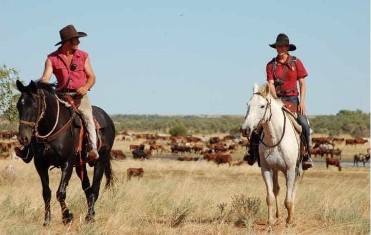 Kimberley cattle