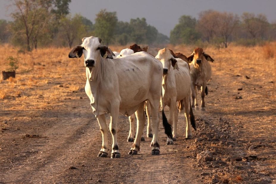 Northern Land Council cattle