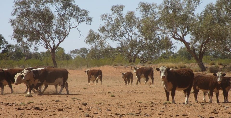 Hereford cattle on Numery