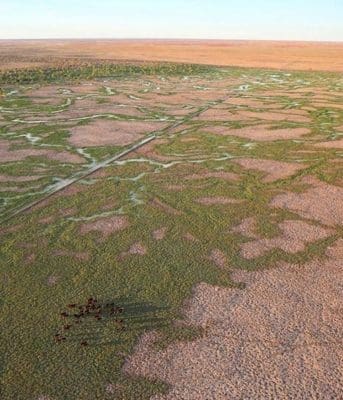 Cattle on OBE organic Channel country in western Queensland