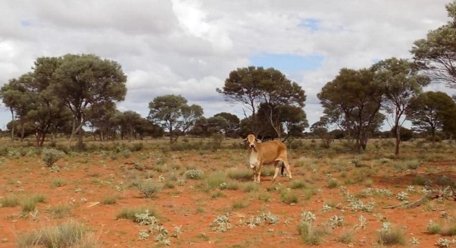 Five years ago Pinnacles Station near Leinster sold for $1.5m with some cattle infrastructure and a couple of hundred head of cattle. In September last year, it sold for $3.4m with 3000 plus head.