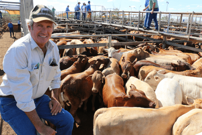 Peter Bryant, Albury, Mungallala, watched his Charolais-cross steers sell for an average of 330c/kg, averaging 320kg, to return $1,060/head. 
