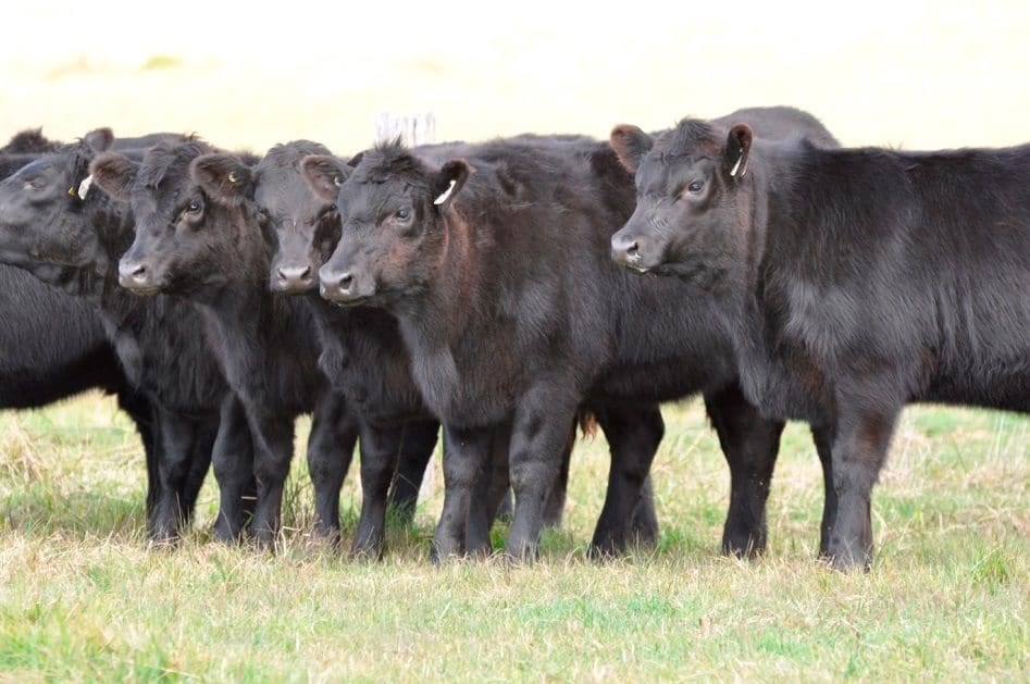 angus weaners 2 - Copy