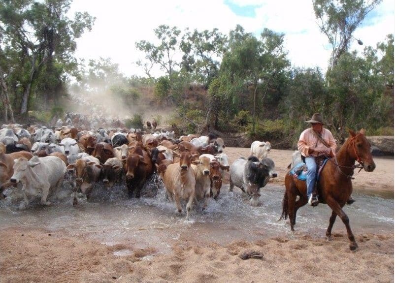 cattle nw qld