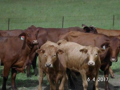 2017-4-7-Stolen cattle 1