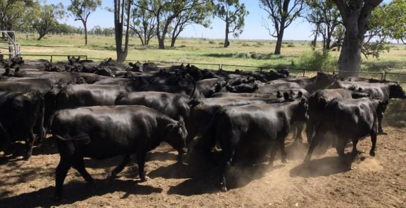 Part of a line of 80 Angus heifers PTIC to Wagyu bulls from Boggabilla, NSW, which made $2550 this week