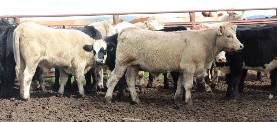 This line of 86 Angus and Simmental cross future breeders from Tenterfield, NSW weighing 416kg made 344c/kg or $1435 a head yesterday. 