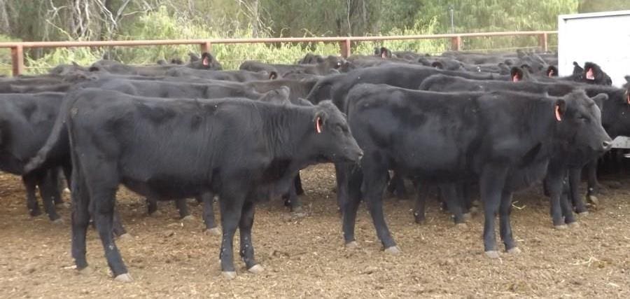 This line of 73 Angus heifers 266kg from North Star, NSW, sold for 439c/kg or $1170 a head yesterday - $235 above the reserve
